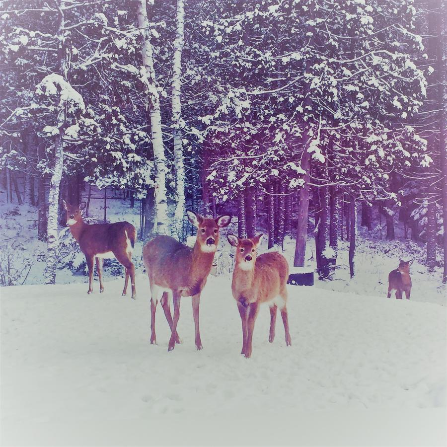 Chalet Riverain Crds Tremblant Lac-Superieur Buitenkant foto